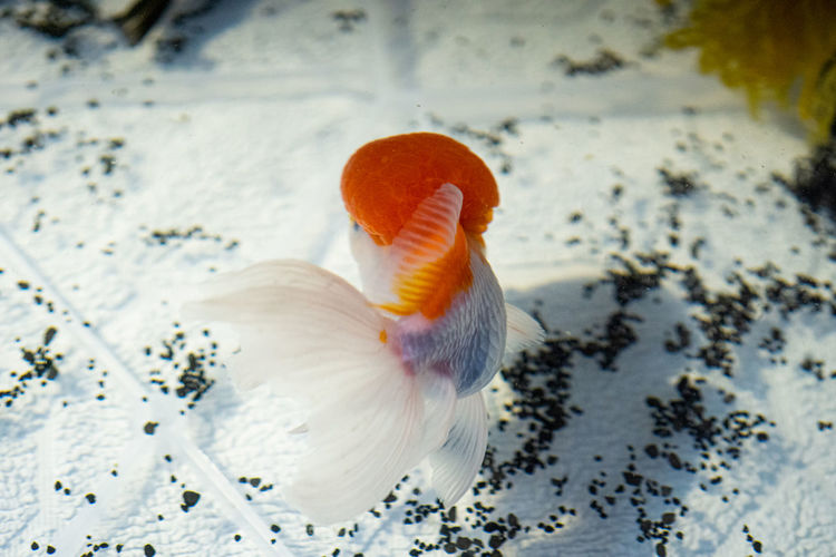 Oranda goldfish swimming in an improvised fish tank