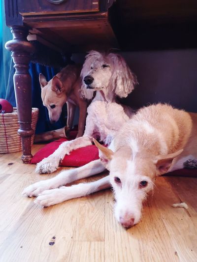 Portrait of a dogs resting on wooden floor