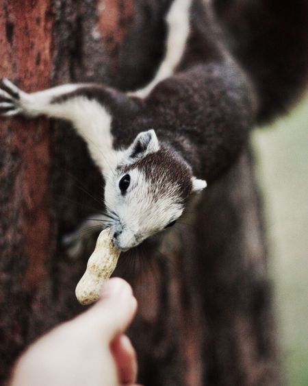 Cropped image of person feeding squirrel on tree