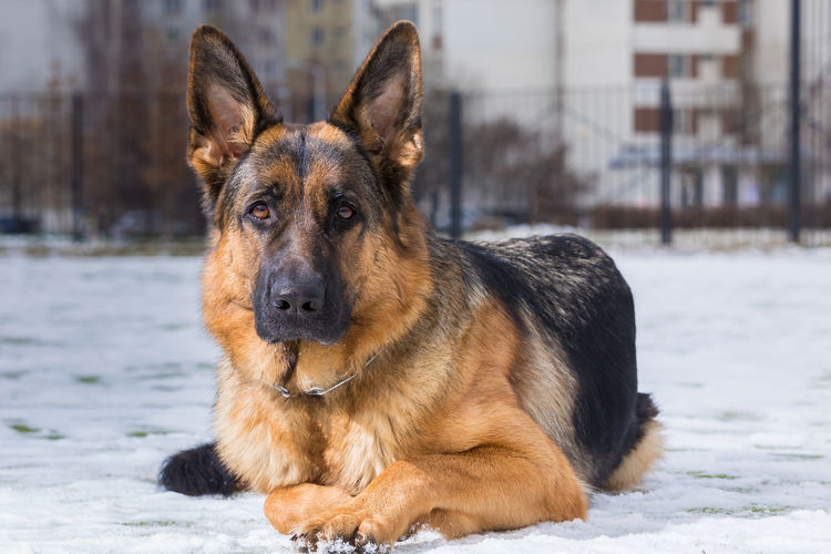 German young shepherd dog performs the commands of the owner running through the snow. 