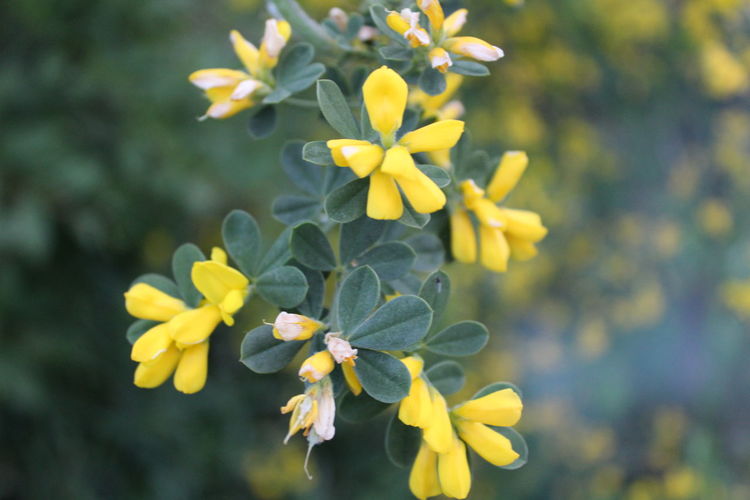 Close-up of yellow flowering plant in park