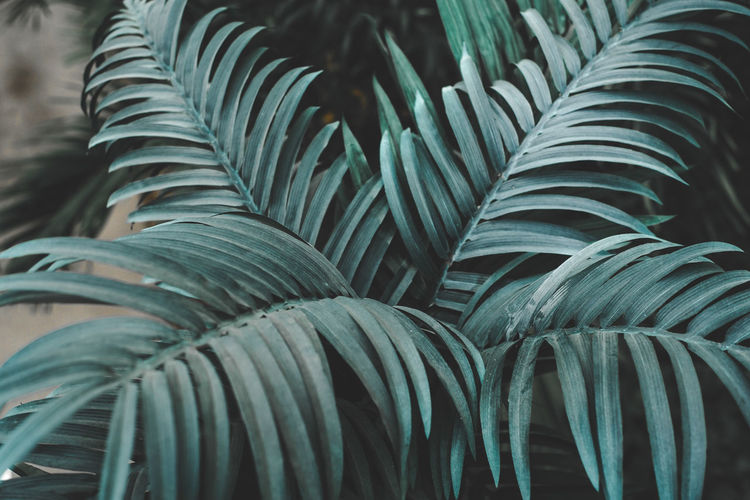 Close-up of green palm leaves, natural pattern, background