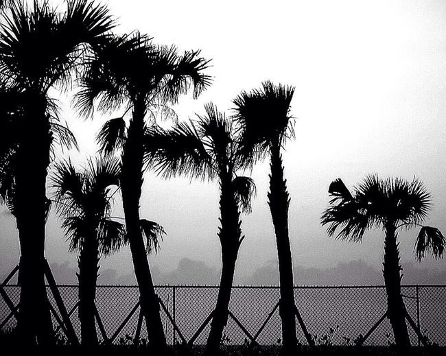 Silhouette of palm trees at sunset