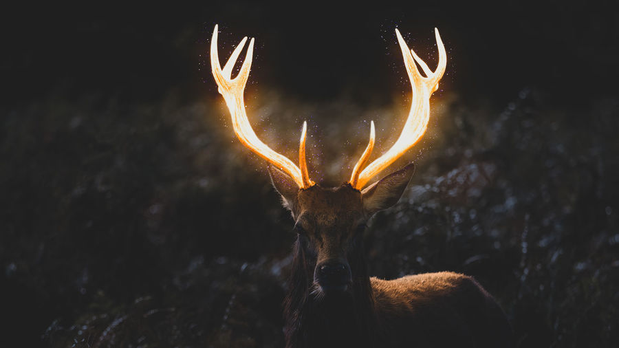 Deer with glowing antlers in the night