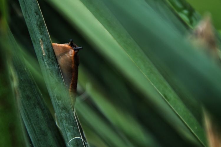 Close-up of slug on leaf