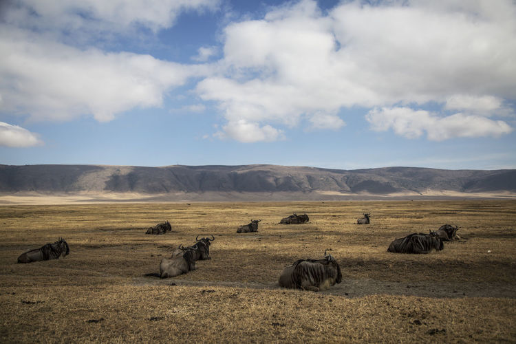 Wildebeests on field against sky