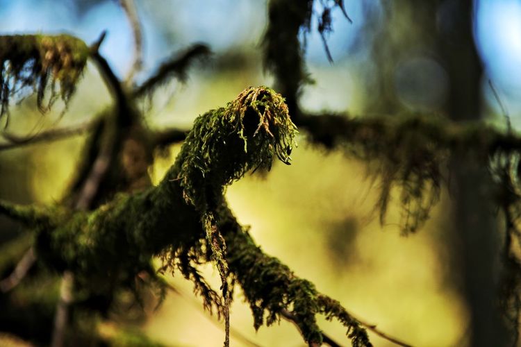 Close-up of lichen on tree trunk