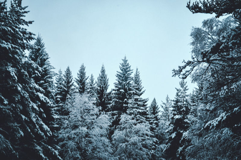 Low angle view of pine trees on snow covered mountain against sky