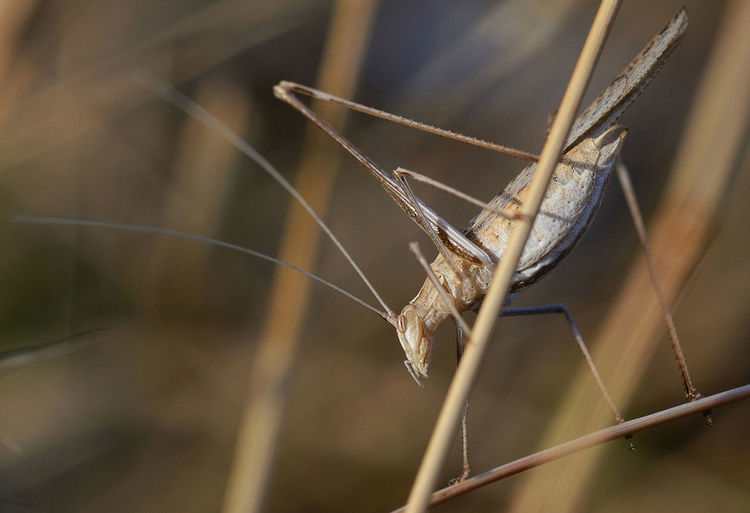 Close-up of locust grasshopper on twig 