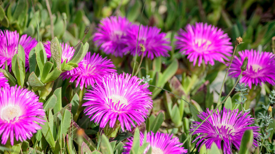 Close-up of purple flowers blooming outdoors
