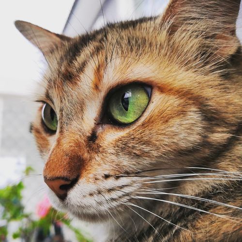 Close-up portrait of a cat looking away