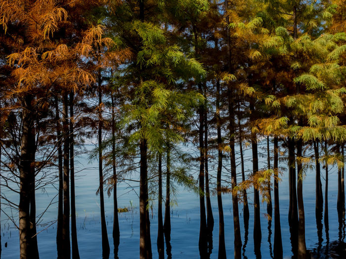 Trees by lake in forest against sky
