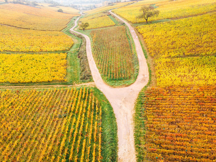 Scenic view . aerial view of vineyards during autumn. aerial view of road amidst vineyard 