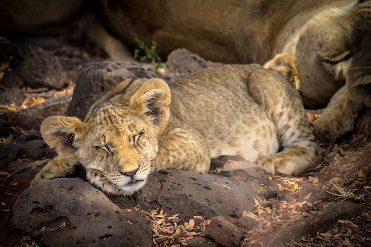 Lion cub sleeping on rocks