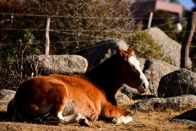 Foal sitting on field
