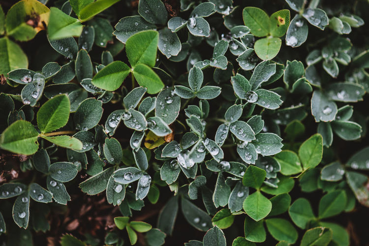 Close-up of wet plant leaves during rainy season, dew
