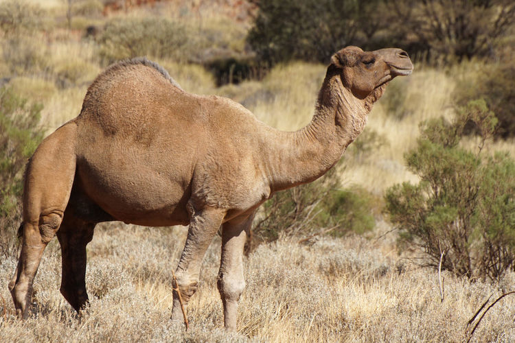 Side view of arabian camel
