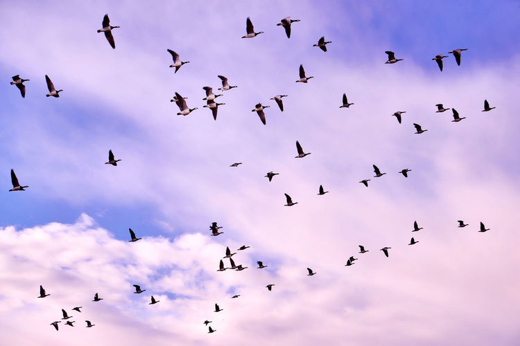 Flock of birds flying against sky during sunset