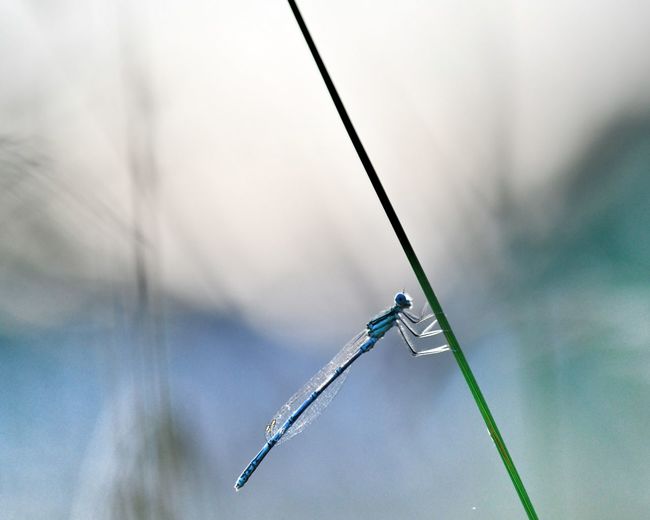 Close-up of a fishing rod