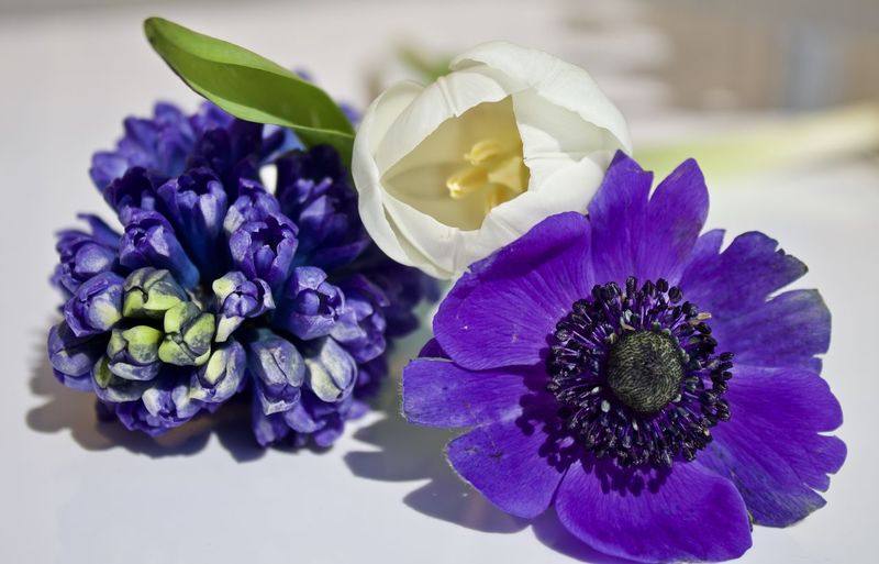 Close-up of purple flowering plant