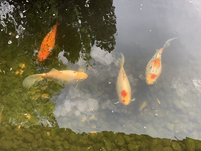 High angle view of koi carps swimming in pond