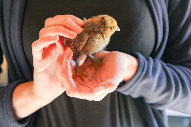 Midsection of woman's hand holding baby chicken