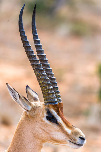 Close-up of the head of a gazelle
