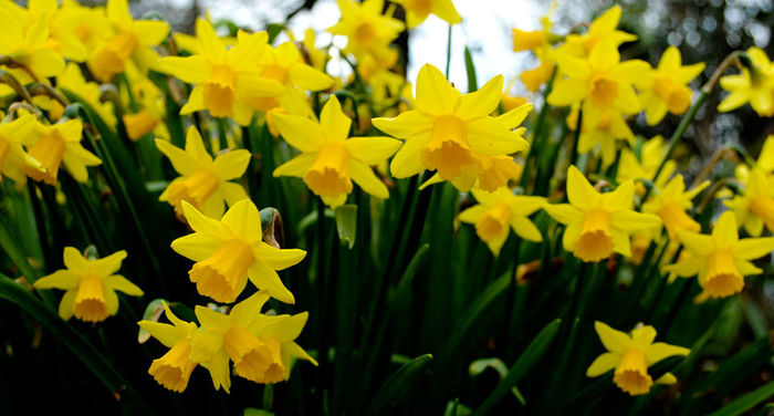 Blossoming daffodils in the spring