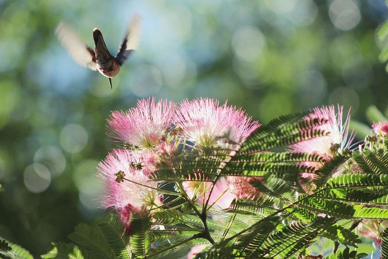 Hummingbird flying over pink flowers