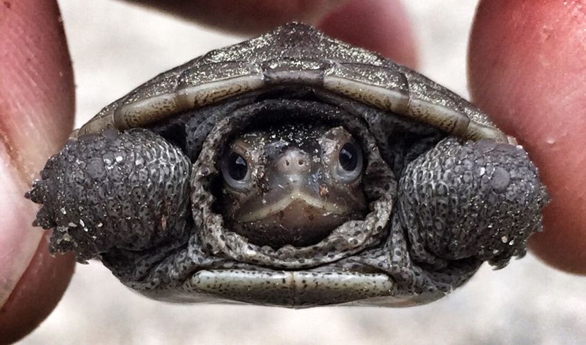 Close up of turtle