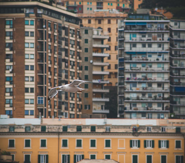 Low angle view of seagull flying against buildings