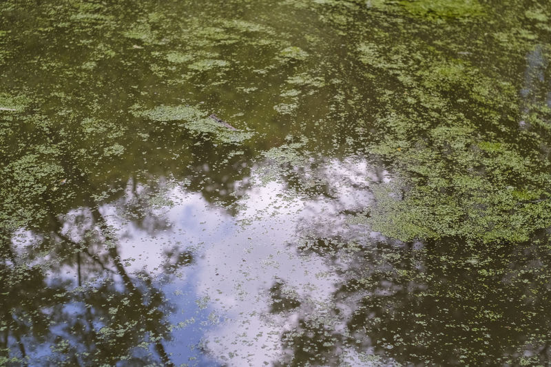 Reflection of trees on lake