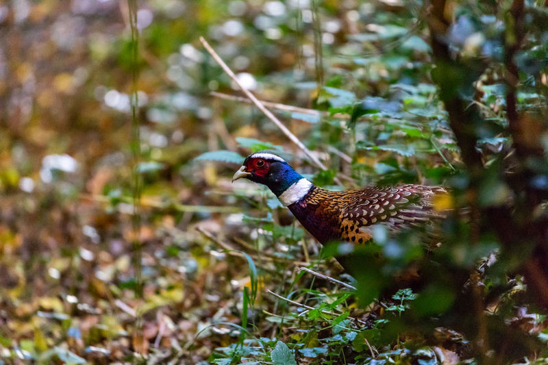 Pheasant poking its head out of the undergrowth