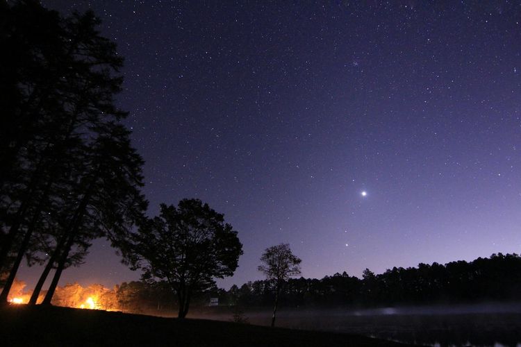 Low angle view of silhouette trees against star field