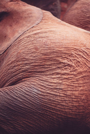 Wrinkles on a seated baby elephant 