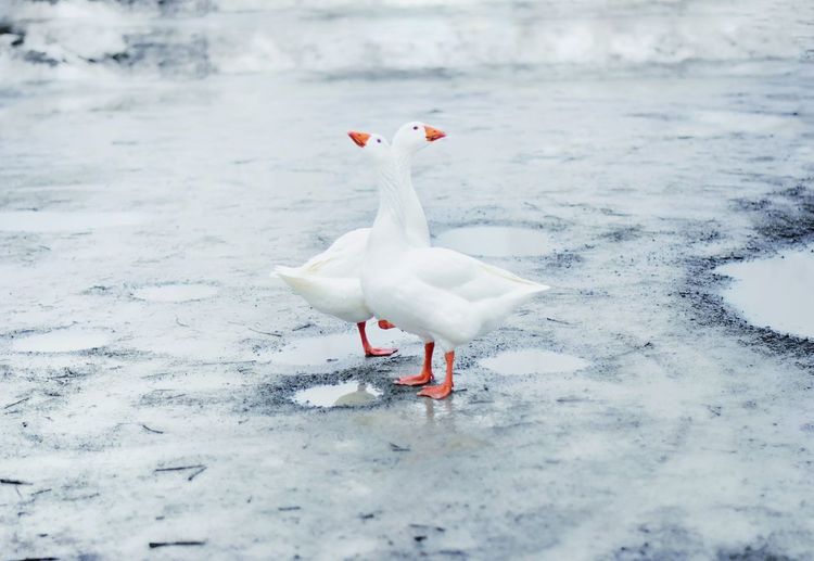 White bird on frozen water