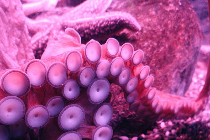 Detail shot of octopus tentacles