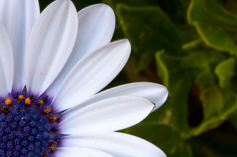 Close-up of white flower