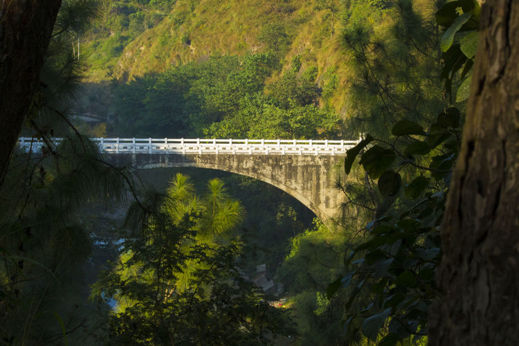 Bridge over river amidst trees