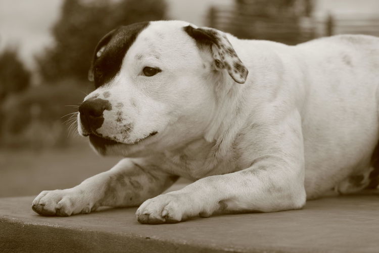 Close-up of american bulldog relaxing on footpath