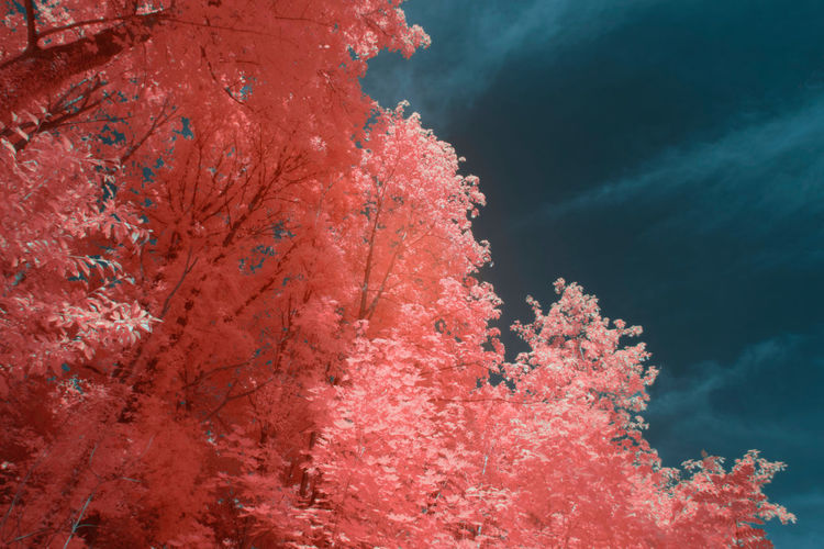 Bright infrared leaves on cute plant near