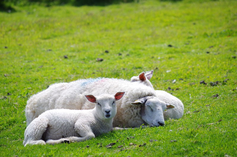 Sheep relaxing on field