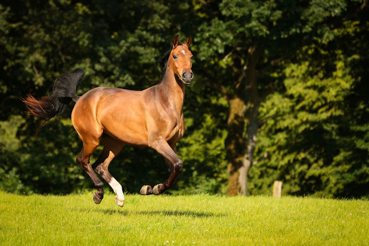 Horse running on grass