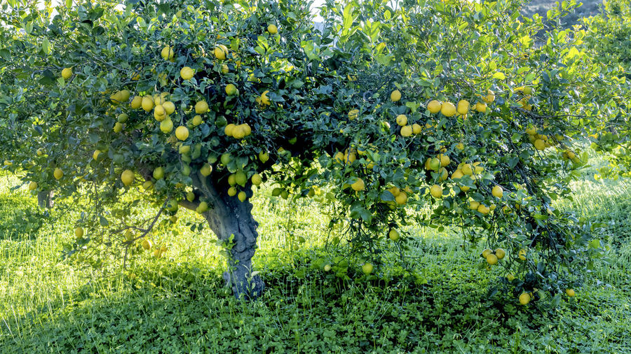 View of fruit growing on tree