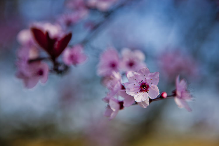 Close-up of pink cherry blossom