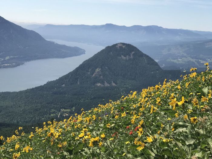 Scenic view of flowering plants and mountains against sky