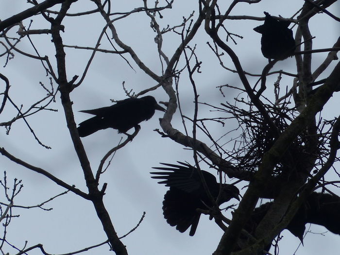 Low angle view of birds perching on tree