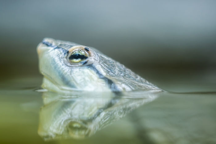 Macro shot of turtle head in water