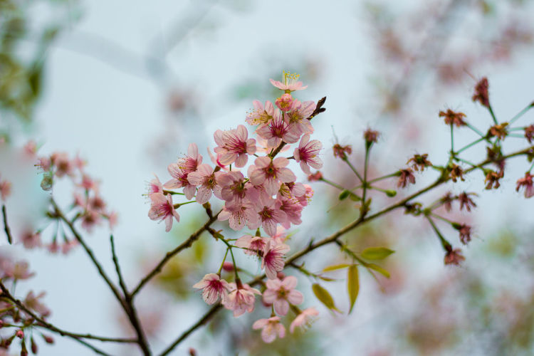 Close-up of pink cherry blossom tree