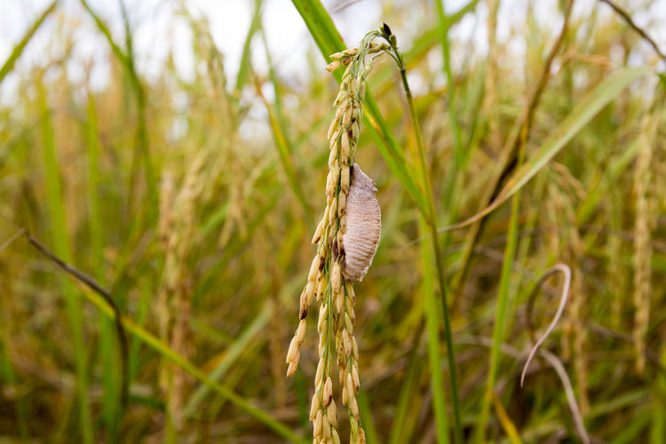 Close-up of cocoon on wheat crop